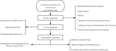 The peptidoglycan-associated lipoprotein gene mutant elicits robust immunological defense in mice against Salmonella enteritidis